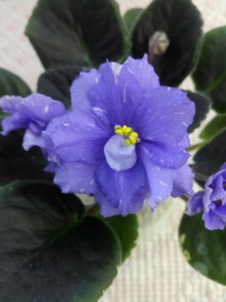 22 apr - RS Underwater Ball