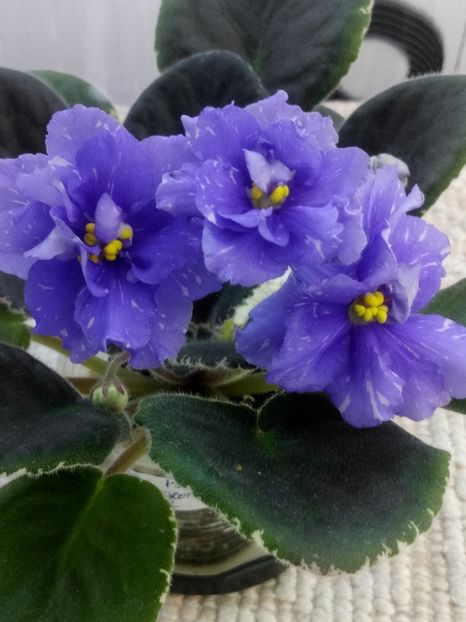 29 apr - RS Underwater Ball