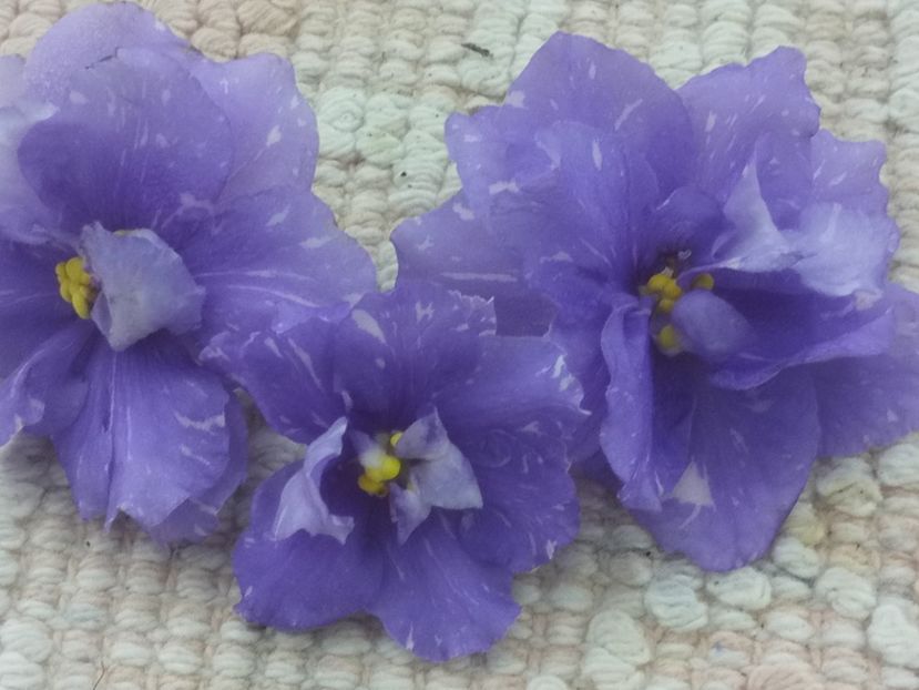 7 mai - RS Underwater Ball