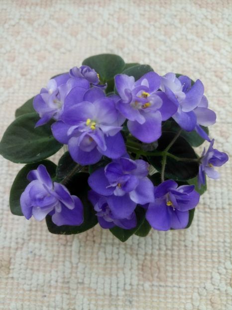 11 apr - ZZ Shirl s Bright Sky