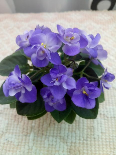 11 apr - ZZ Shirl s Bright Sky