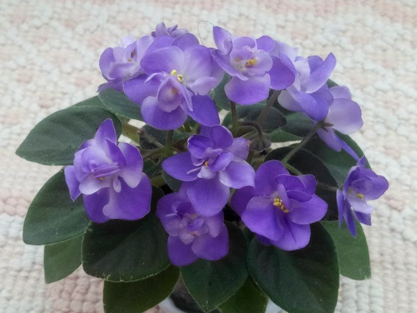 11 apr - ZZ Shirl s Bright Sky