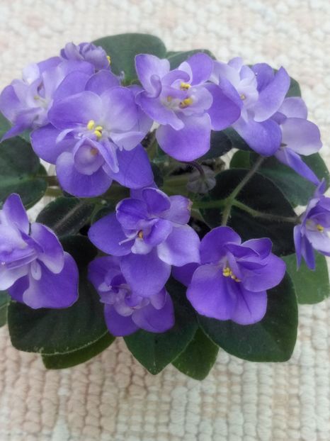 11 apr - ZZ Shirl s Bright Sky