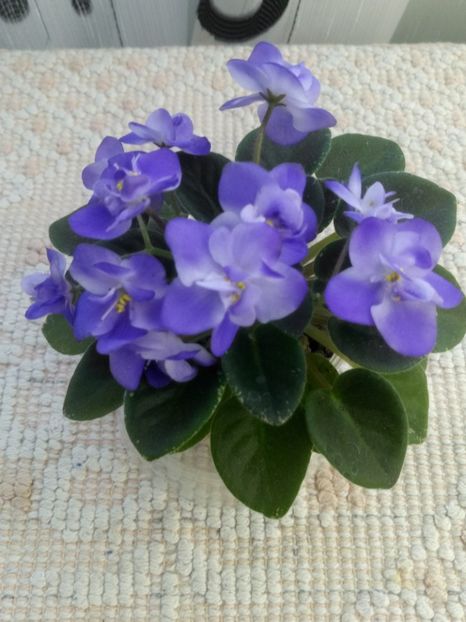 22 apr - ZZ Shirl s Bright Sky