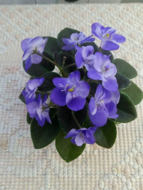 22 apr - ZZ Shirl s Bright Sky