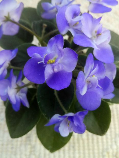 22 apr - ZZ Shirl s Bright Sky