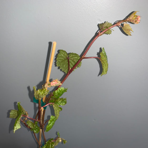  - Jurnalul gradinii 2020