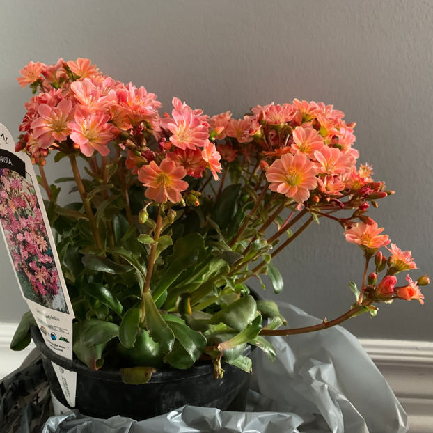  - Jurnalul gradinii 2020