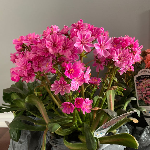  - Jurnalul gradinii 2020