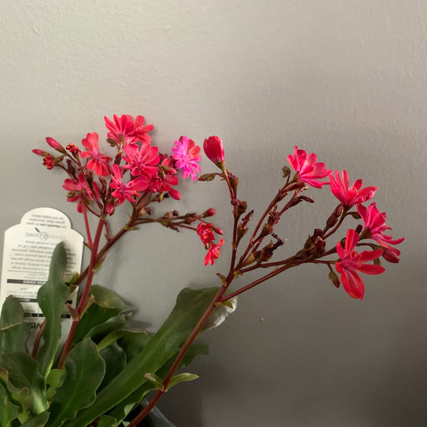  - Jurnalul gradinii 2020