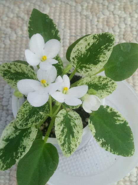 24 apr - Alan s Fallen Angel