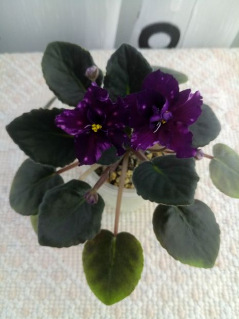 3 mai - AE Mlechnyj Put