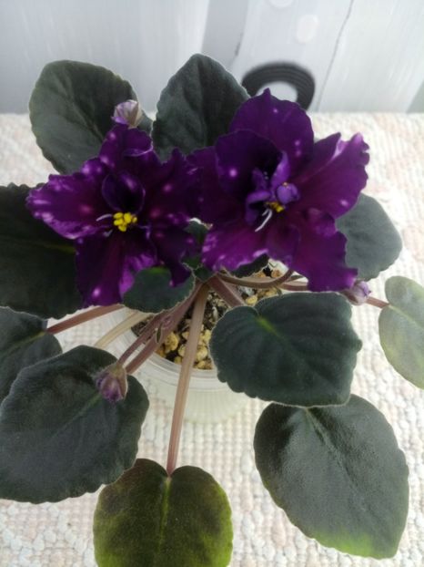 3 mai - AE Mlechnyj Put