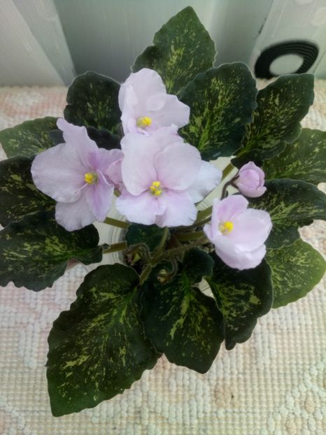 11 apr - ZZ Genetic Blush