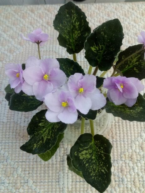 22 apr - ZZ Genetic Blush