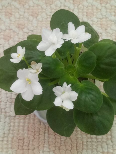 11 apr - ZZ White Roby