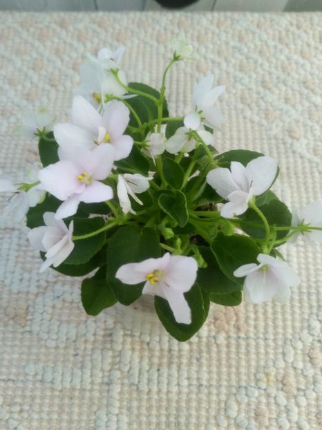 22 apr - ZZ Milky Way Trail