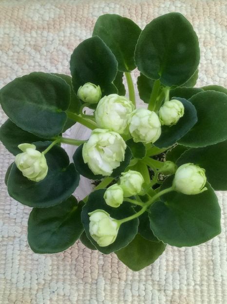 11 apr - ZZ Irish Glen