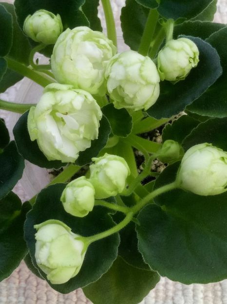 11 apr - ZZ Irish Glen