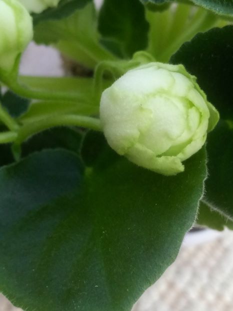 11 apr - ZZ Irish Glen