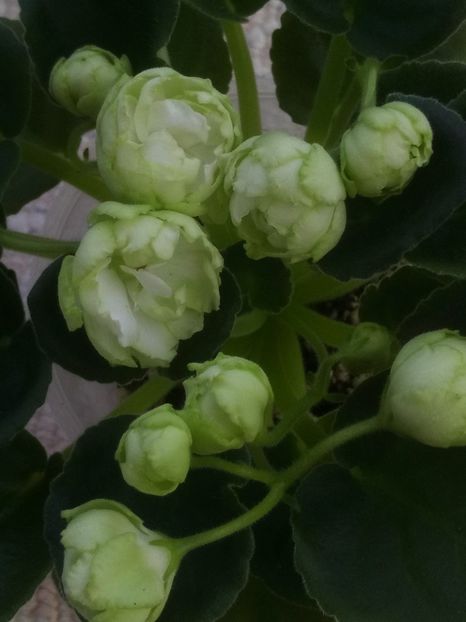 11 apr - ZZ Irish Glen