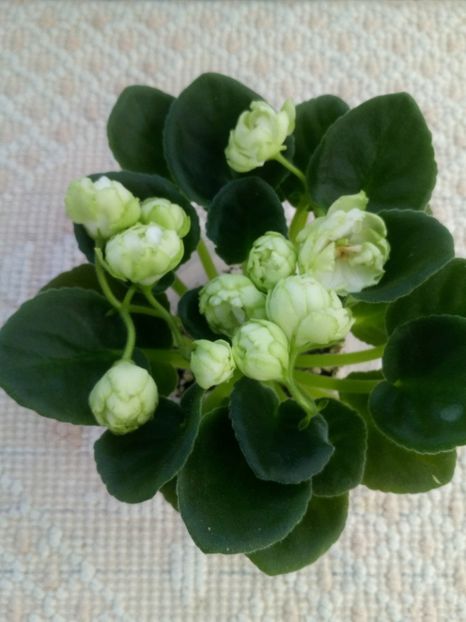 22 apr - ZZ Irish Glen