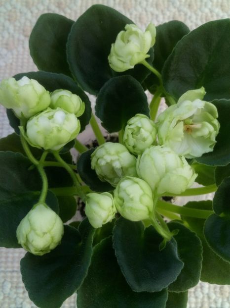 22 apr - ZZ Irish Glen