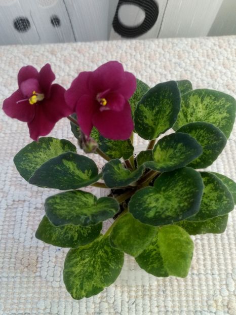 22 apr - Mac s Just Jeff