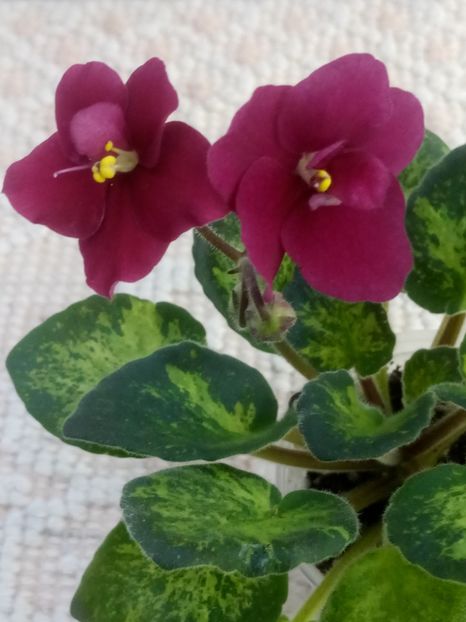 22 apr - Mac s Just Jeff