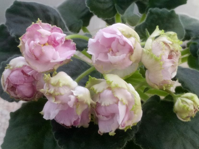 11 apr - LE Parnasskaja Roza