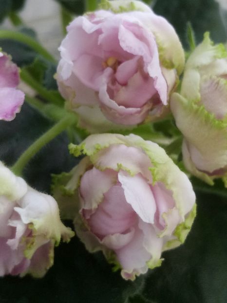 11 apr - LE Parnasskaja Roza