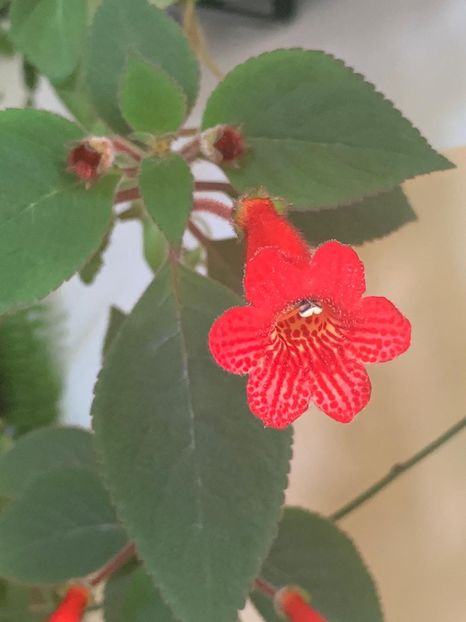 FC74C6EB-0274-4C73-8172-D2AD756AAB99 - Florile mele 2020