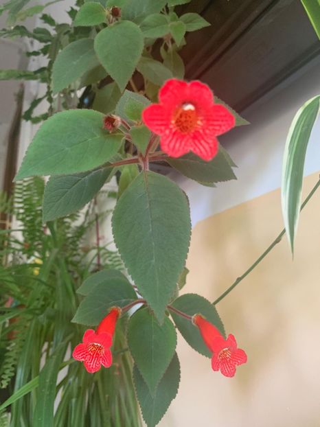 A7D3DDDD-A802-4A67-8C65-7D23923596C7 - Florile mele 2020