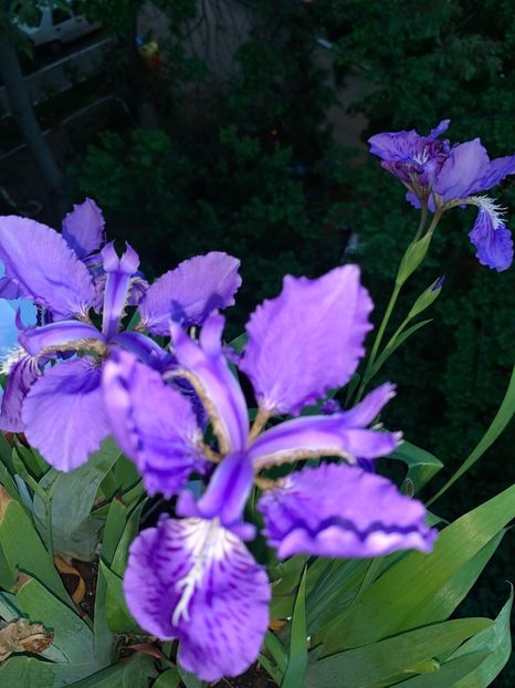 E32E1288-2B46-4121-96E6-48AB4C4010BA - Florile mele 2020