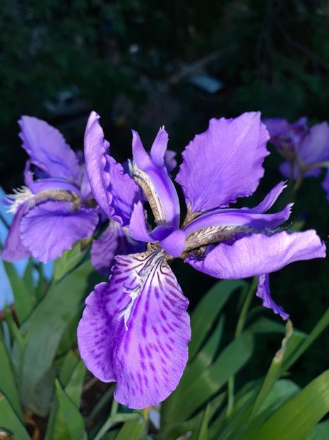 EDC92509-715C-4F59-820A-4AF2023B0029 - Florile mele 2020