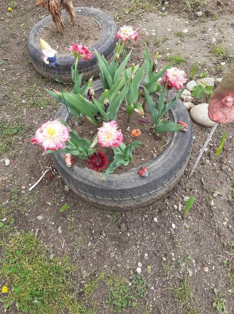 D7DA6F41-BB27-4E46-80C7-F4B91B99A519 - Florile mele 2020