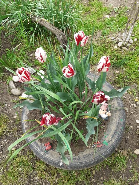 00E9D5E4-3860-4FDE-9172-AF0EF618CA5A - Florile mele 2020