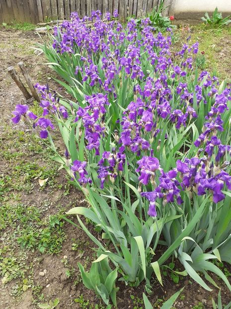 770739CF-1650-4D4F-A9FF-C2993B20B3E5 - Florile mele 2020