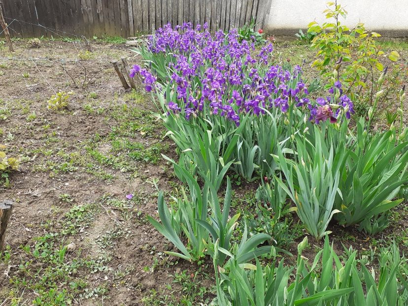 27659695-D9DA-4056-A9AD-103B90E8B36A - Florile mele 2020