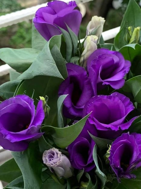 9DA325CE-0F89-417A-A58B-6F92850A475D - Florile mele 2020