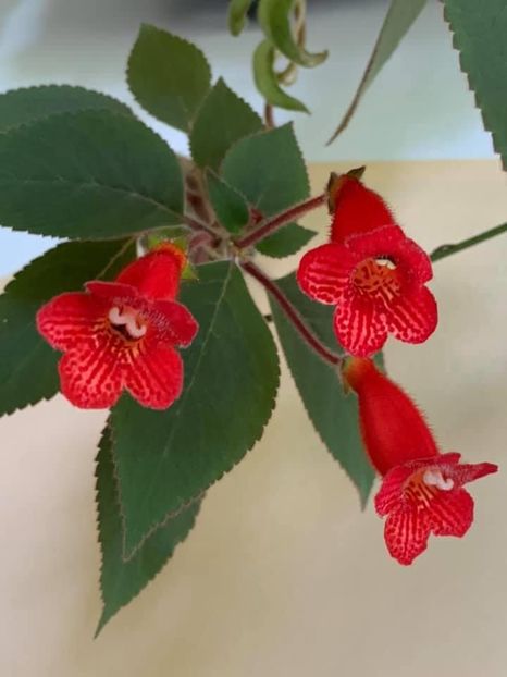 F48CCFDF-77D6-44EE-AC6E-BF0880FDA2F0 - Florile mele 2020