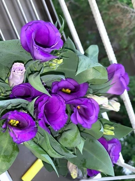 7C0106FF-2CD2-4C29-8F9E-6A84EB264D46 - Florile mele 2020