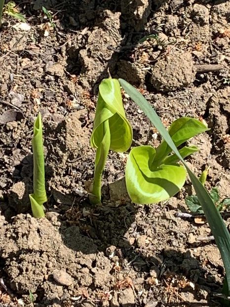 1E178A31-6940-430C-86A4-934978D5CDDF - Florile mele 2020