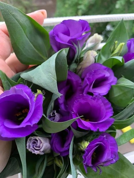 E2E92FD7-F113-4101-8738-9D40137956BD - Florile mele 2020