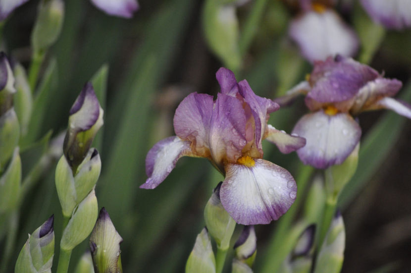 I1 - 3 ron - IRISI DE VANZARE 2021