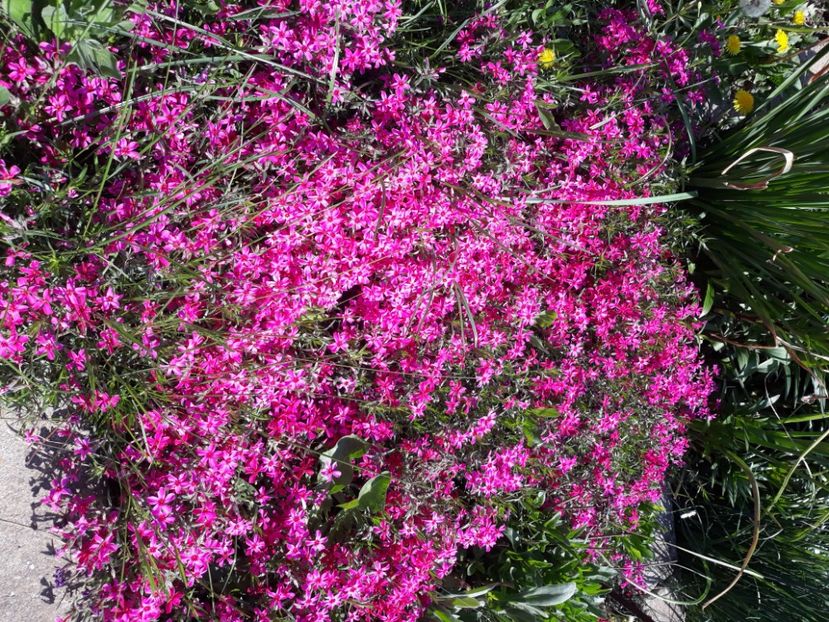  - Flori de grădină-2020