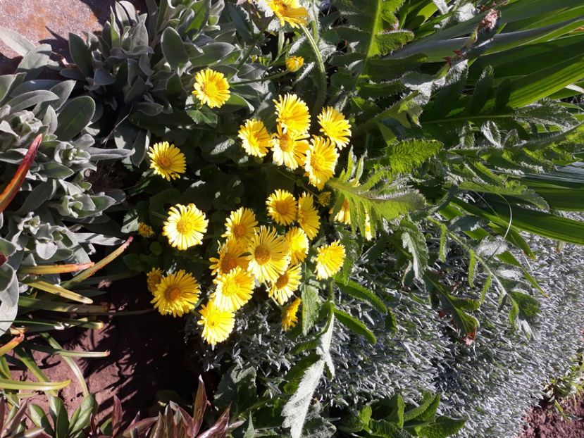  - Flori de grădină-2020