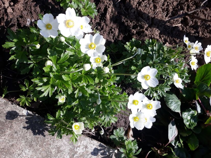  - Flori de grădină-2020