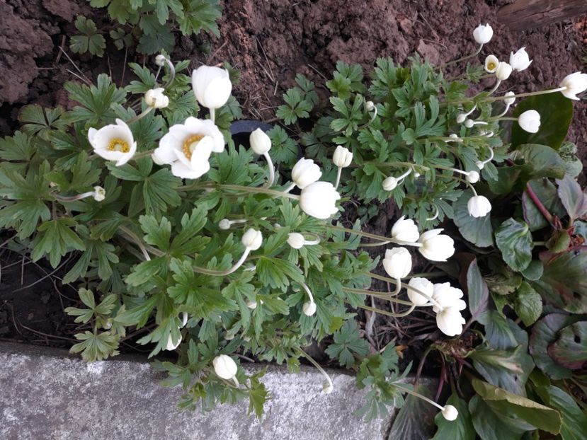  - Flori de grădină-2020