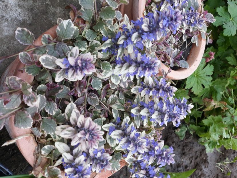  - Flori de grădină-2020